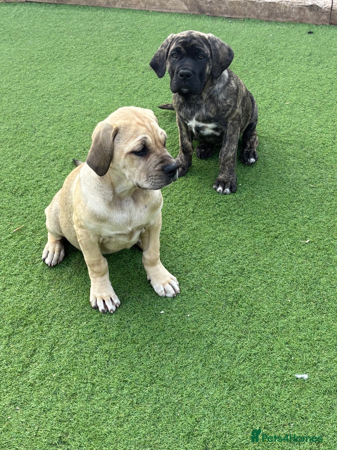 Cane Corso dogs for sale: Cane Corso puppies  - Image 10