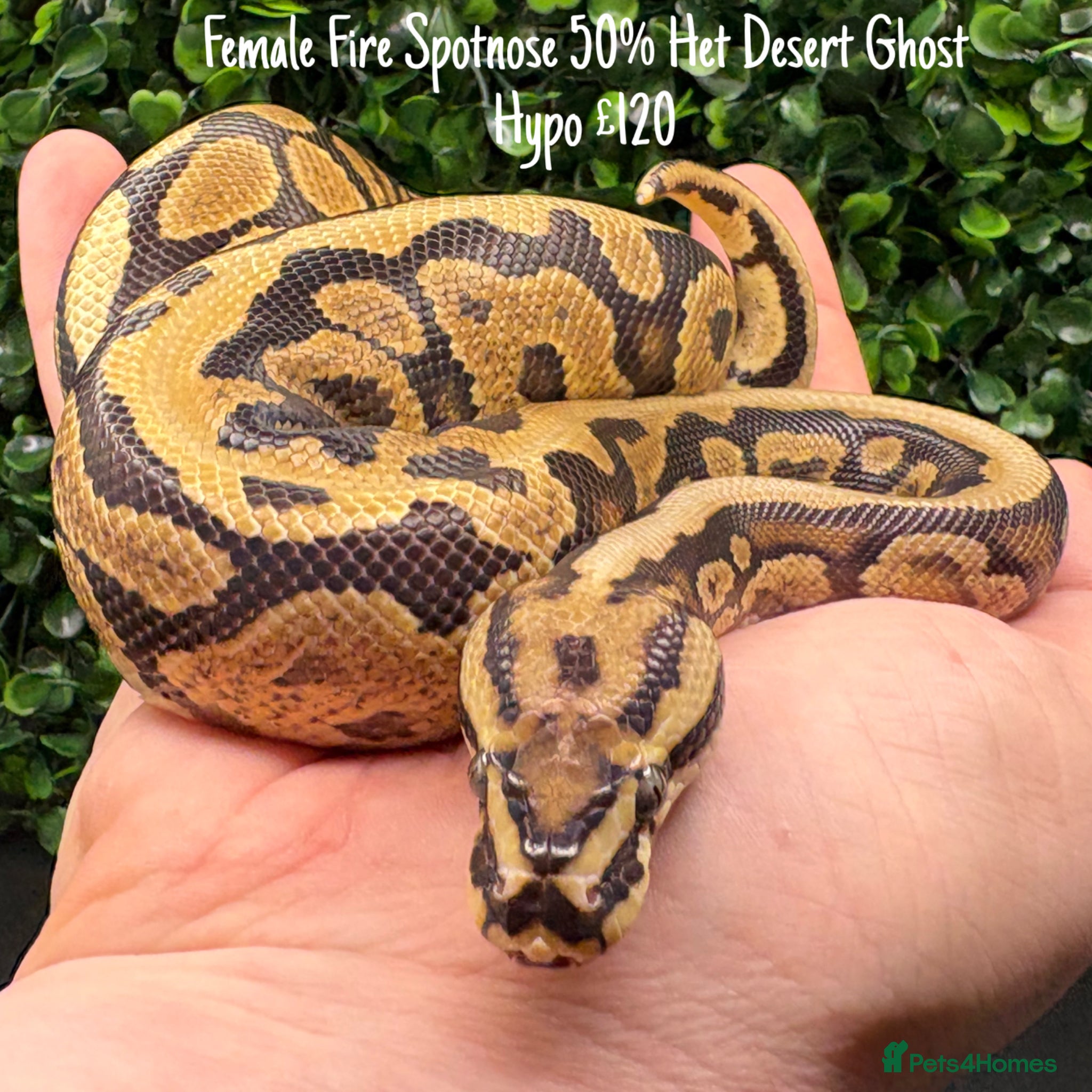 Python Snake reptiles Juvenile ball pythons - Advert 1