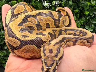 Python Snake reptiles Juvenile ball pythons - Advert 1
