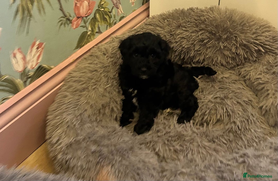 Toy Poodle dogs for sale: Beautiful Toy poodle girls Available next weekend  - Advert 1