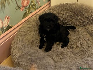 Toy Poodle dogs Beautiful Toy poodle girls Available next weekend - Advert 5