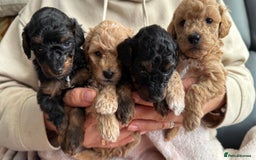 Toy Poodle dogs for sale: Phantom, black and tan and cream toy poodles  - Image 2