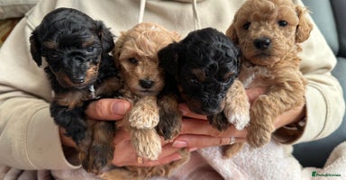 Toy Poodle dogs - Advert 13