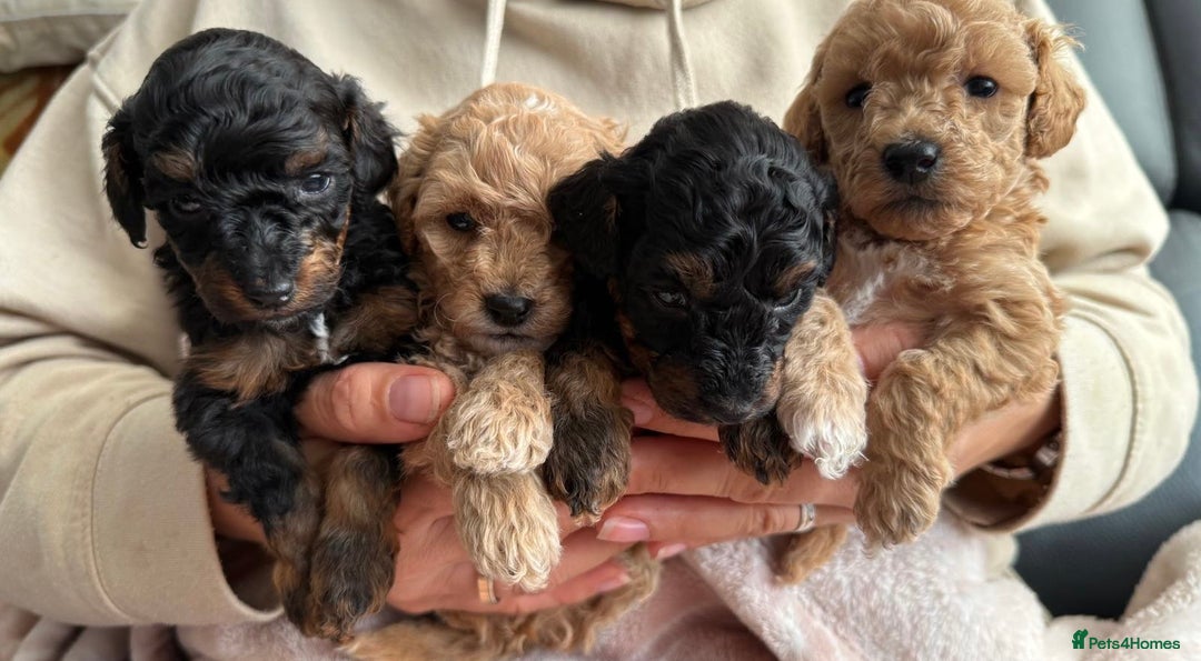 Toy Poodle dogs for sale: Phantom, black and tan and cream toy poodles  - Image 2