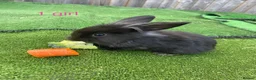 Mini Lion Lop rabbits for sale: 8 loinlops  - Advert 11