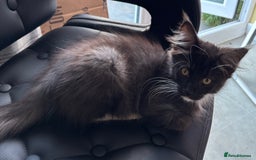 Maine Coon cats for sale: REDUCED gorgeous Maine coon /Ragdoll kittens  - Image 11