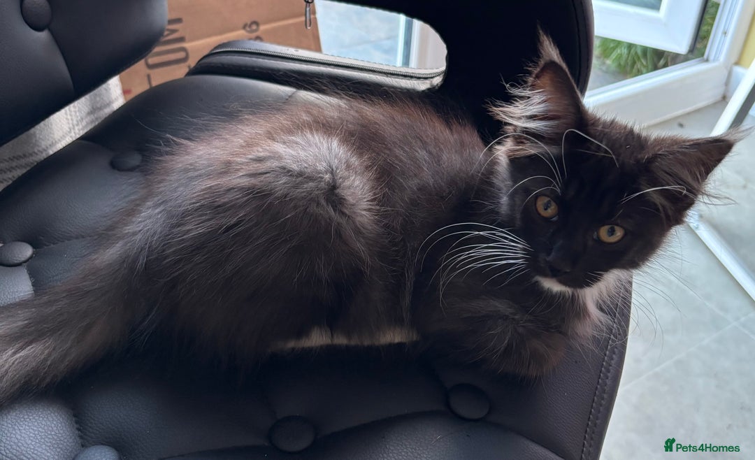 Maine Coon cats for sale: REDUCED gorgeous Maine coon /Ragdoll kittens  - Image 11
