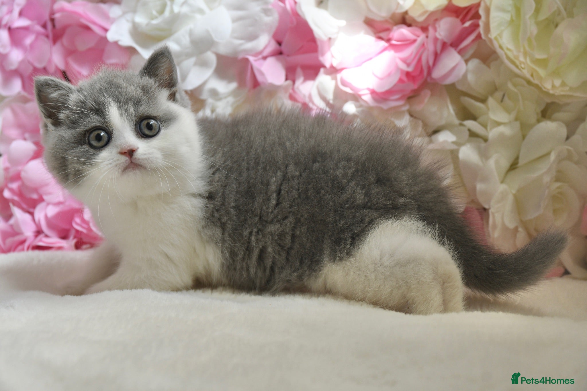 British Shorthair cats GCCF British Shorthair blue bi colour girl - Advert 2