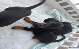 Miniature Dachshund dogs for sale: 3 male miniature dachshunds Black and Tan  - Image 6