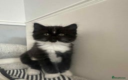 Mixed Breed cats for sale: Kittens for sale - Image 10