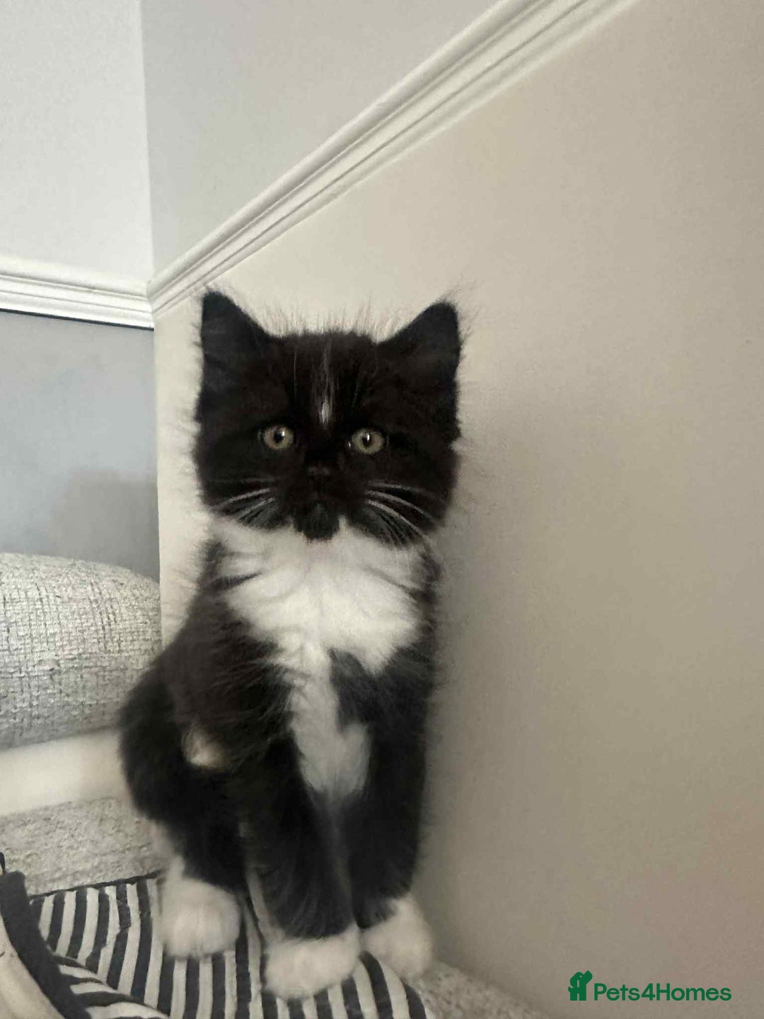 Mixed Breed cats for sale: Kittens for sale - Image 10