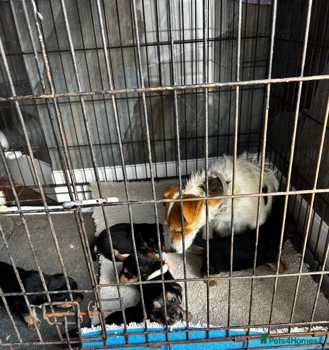 Jack Russell dogs for sale: Jack russells puppies  - Image 7