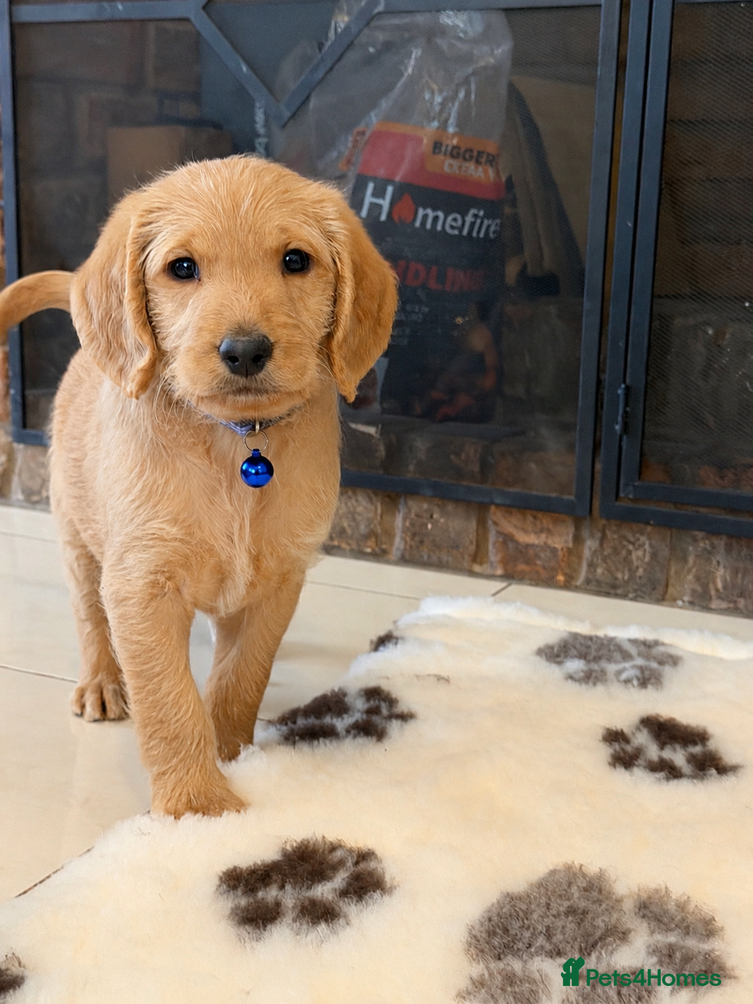 Labradoodle dogs Stunning F1 Standard Labradoodles puppies - Advert 1