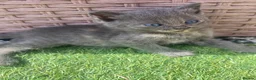 Mixed Breed cats for sale: 4 fluffy kittens - Advert 3