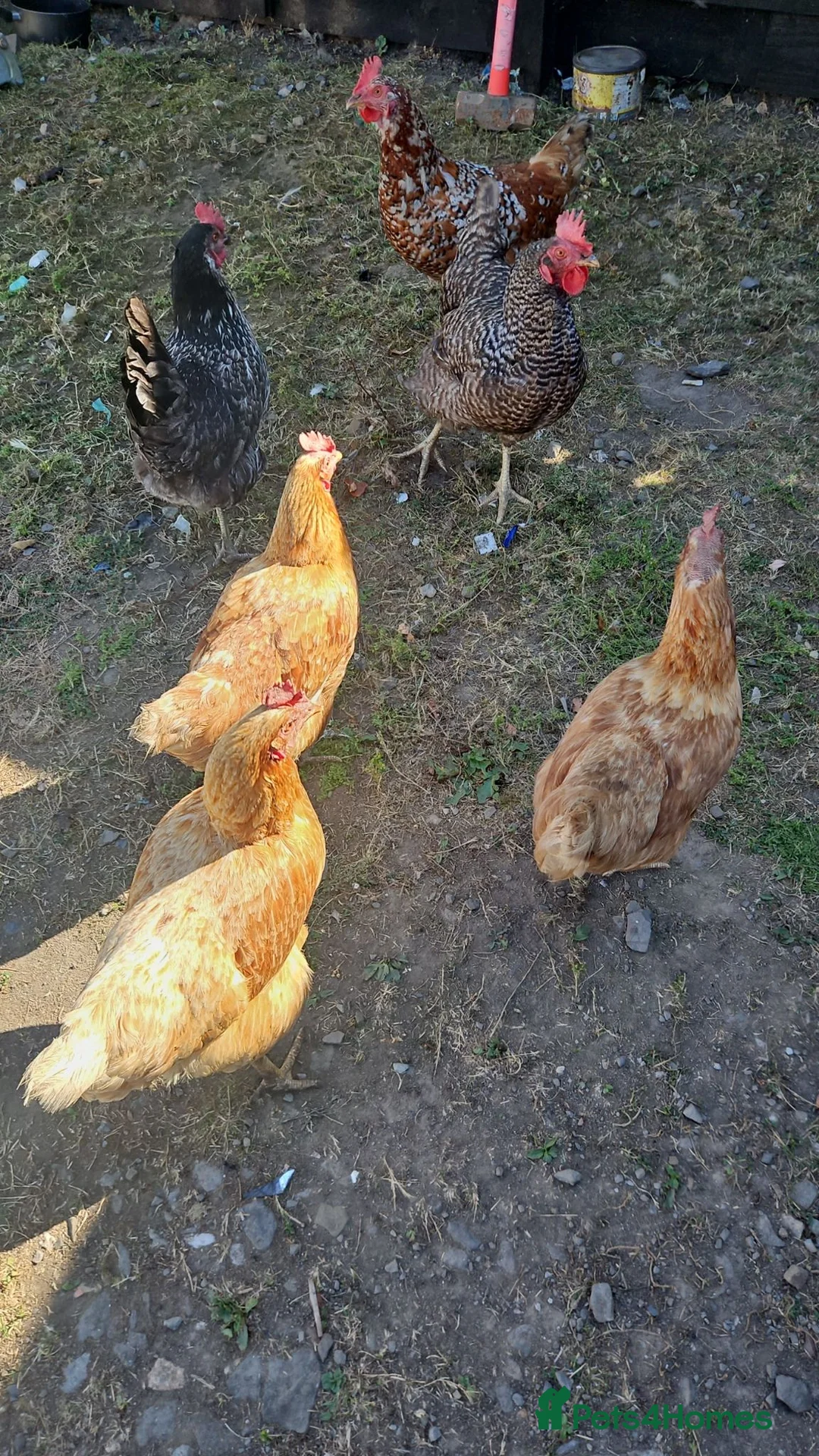Chickens poultry for sale: Chickens  - Advert 2