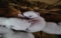 Siamese cats for sale: Old Style Siamese Kittens. Raised with love & care - Image 15