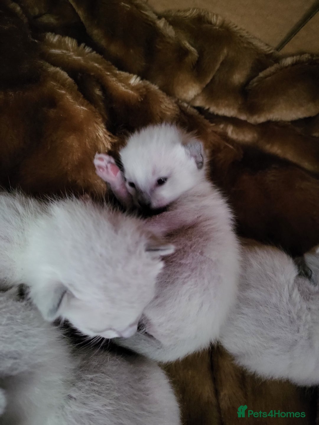 Siamese cats for sale: Old Style Siamese Kittens. Raised with love & care - Image 15