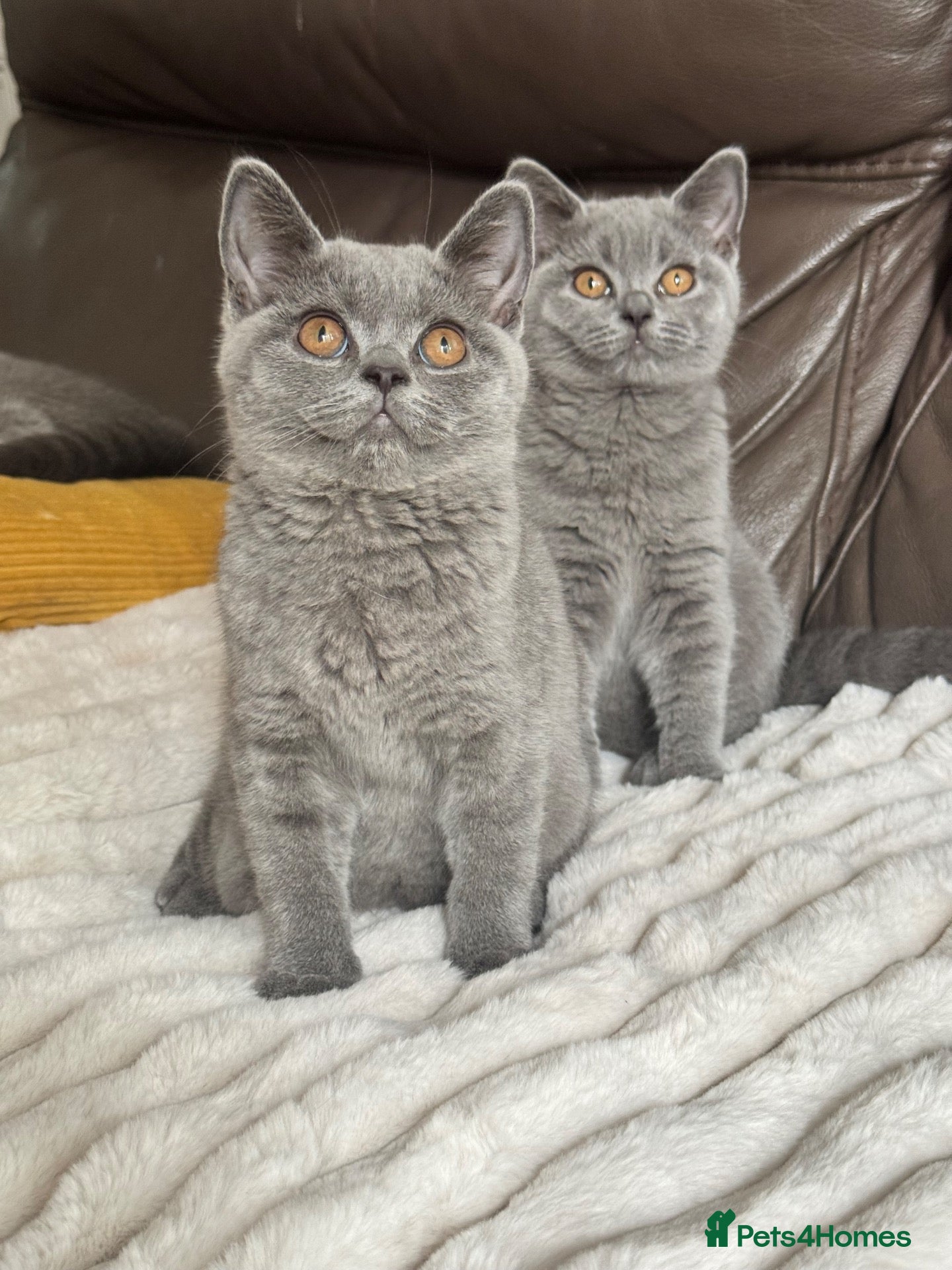 British Shorthair cats TICA Registered BritishShorthairKittens  Ready now - Advert 1