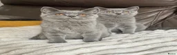 British Shorthair cats for sale: TICA Registered BritishShorthairKittens  Ready now - Advert 5