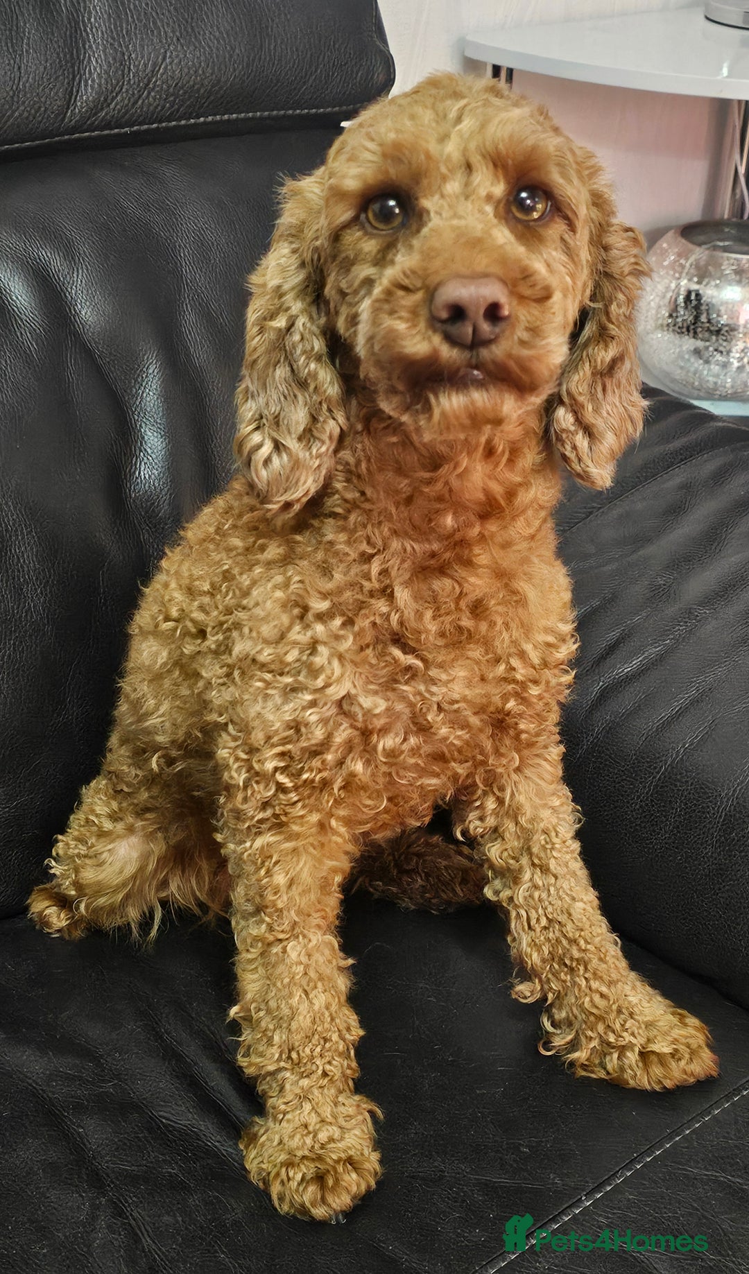 Miniature Poodle dogs for sale: Stunning spayed kc registered female  - Image 5