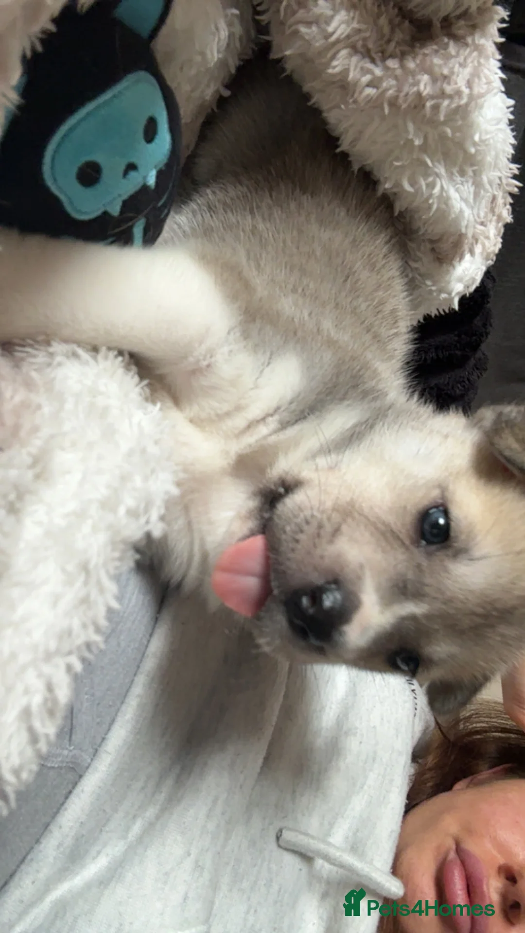 Mixed Breed dogs for sale: 3 rescue puppies available  - Advert 9