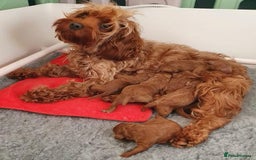 Cavapoo dogs for sale: Cavapoo puppies - Image 5