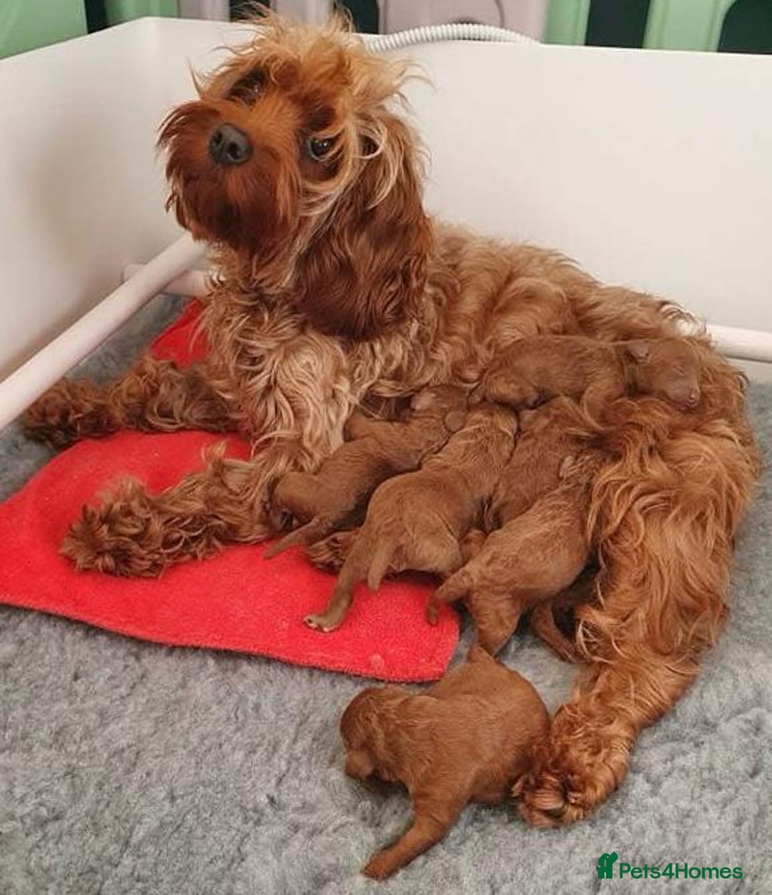 Cavapoo dogs for sale: Cavapoo puppies - Image 5