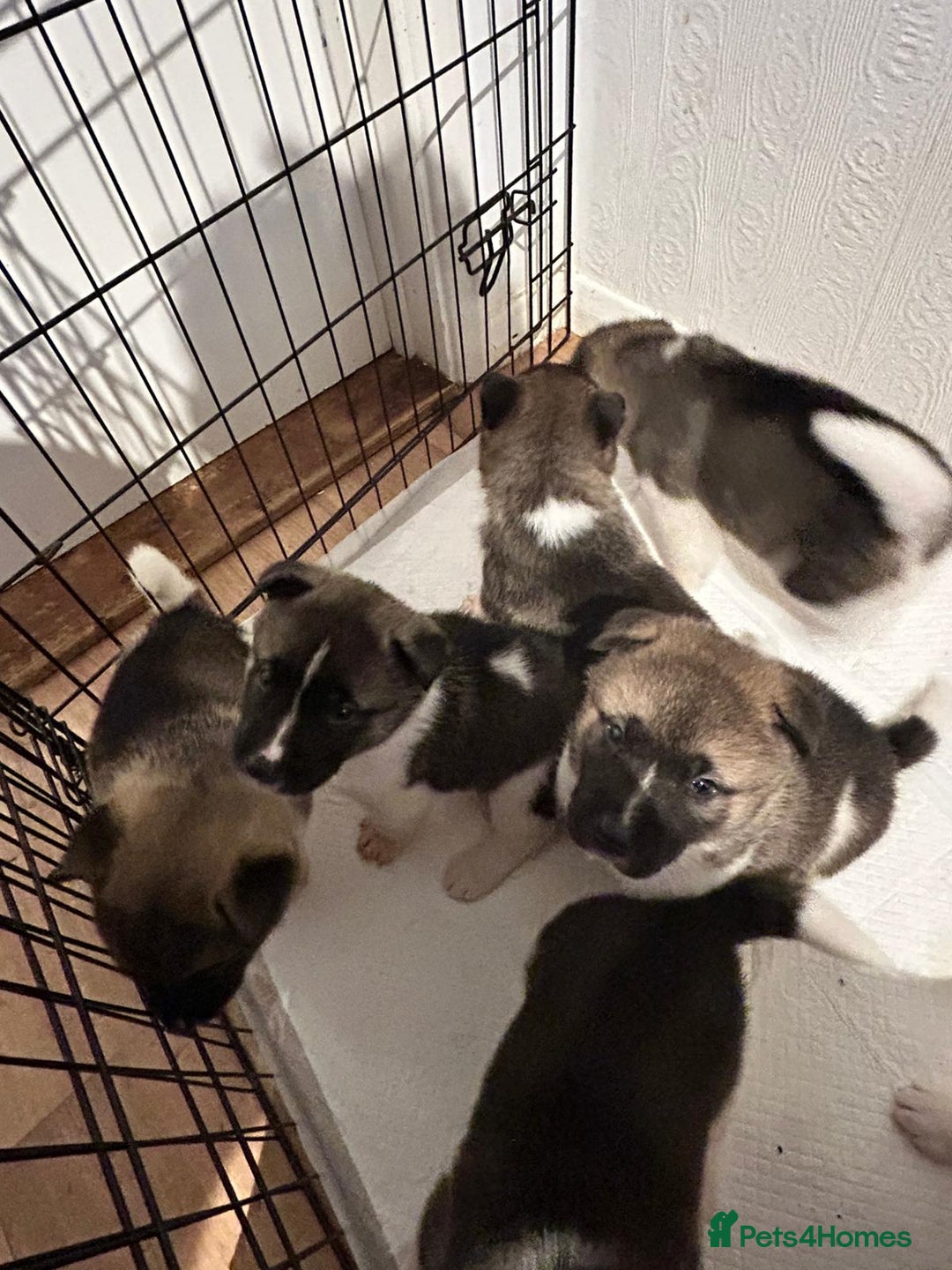 Akita dogs for sale: Beautiful puppy akita - Advert 7