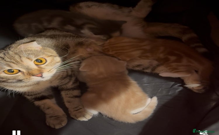 Scottish Fold cats - Advert 1