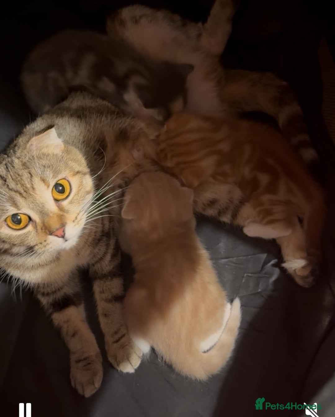 Scottish Fold cats for sale: Scottish fold - Image 1