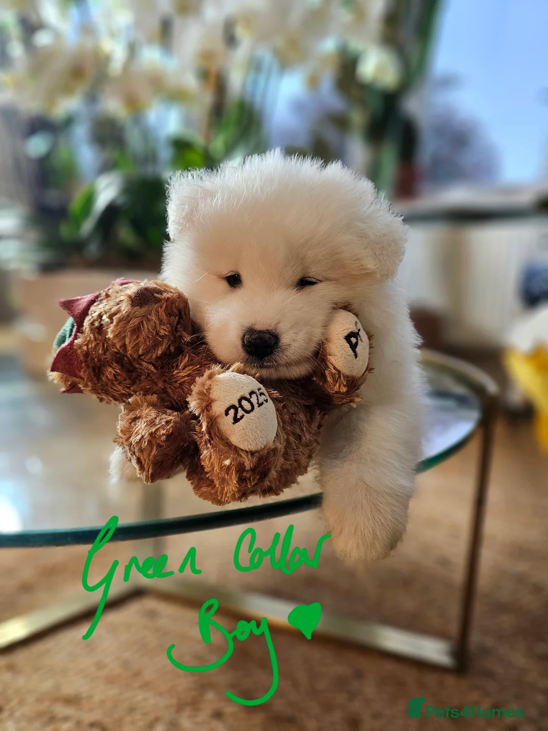 Samoyed dogs for sale: ⭐ EXCEPTIONAL BEAR-HEAD PUPPIES ⭐Champion Heritage - Advert 11