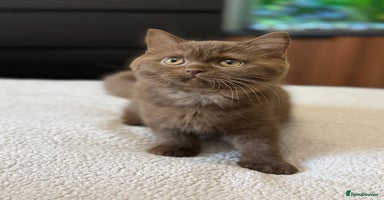 British Shorthair cats - Advert 2