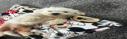 Bichon Frise dogs for sale: Pookie in Ilford - Advert 5