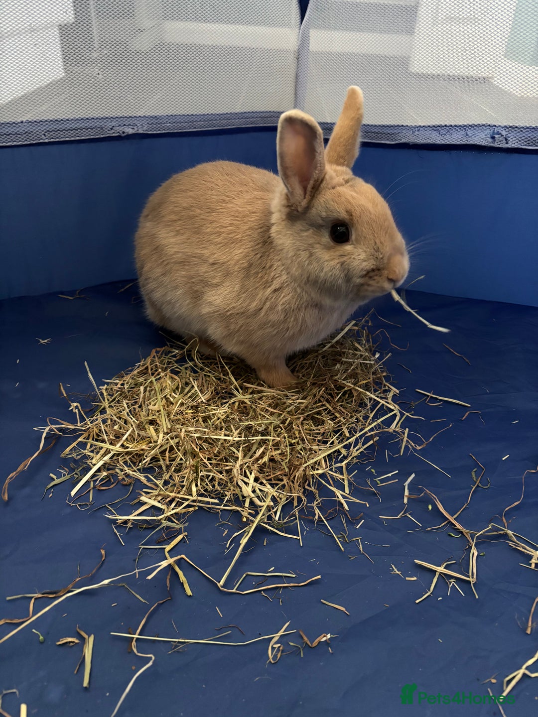 Netherland Dwarf rabbits for sale: 2 year old Netherlands dwarf rabbit - Advert 1
