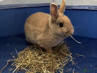 Netherland Dwarf rabbits 2 year old Netherlands dwarf rabbit - Advert 1