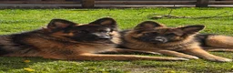 German Shepherd dogs for sale: 5 male polish german shepherds in Hartlepool - Advert 4