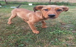 Mixed Breed dogs for adoption: Chase for adoption - Image 5