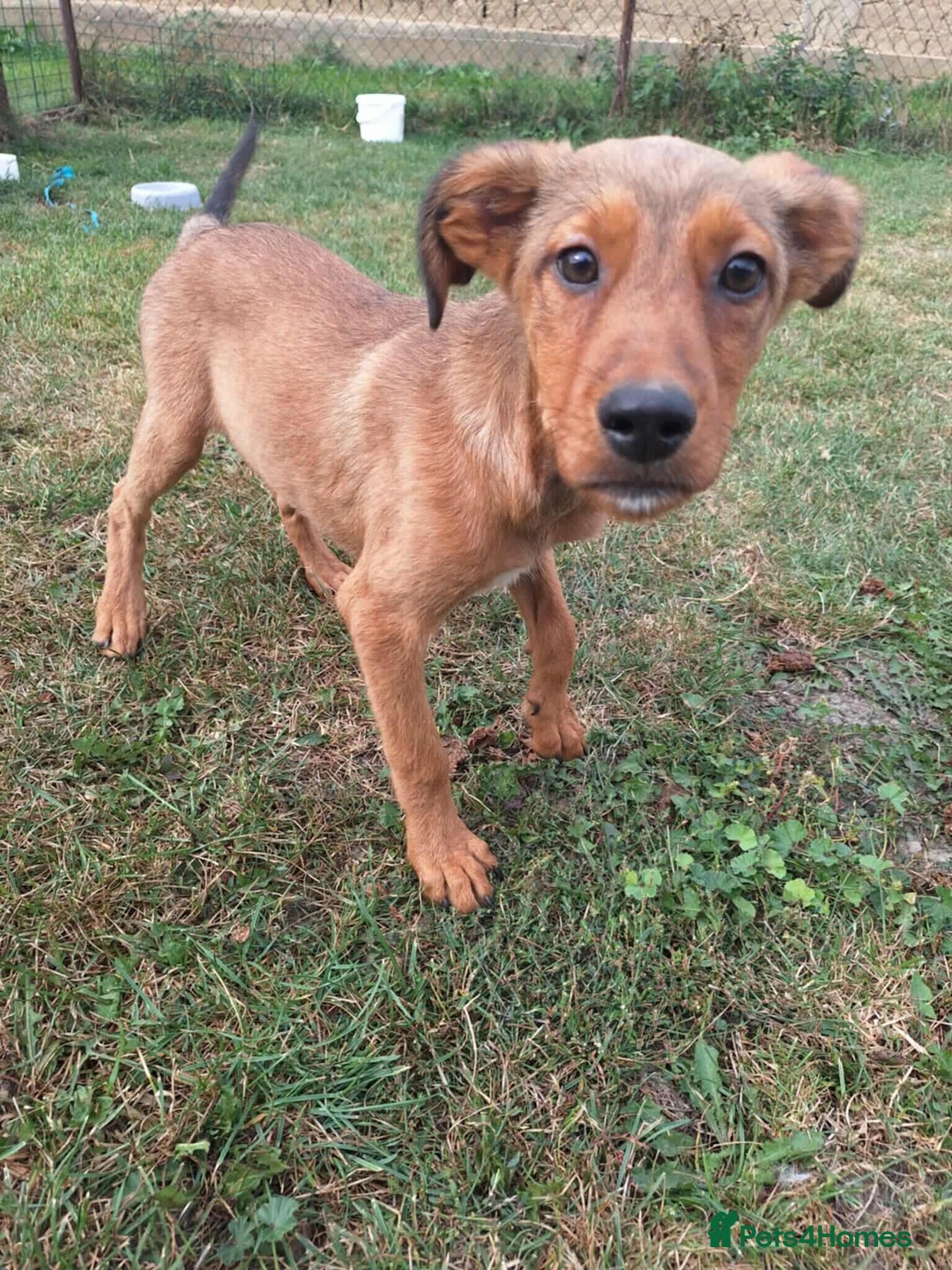 Mixed Breed dogs for adoption: Chase for adoption - Image 5
