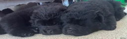 Chow Chow dogs for sale:  3 Black Female Chow Chow Puppies Available  - Advert 5