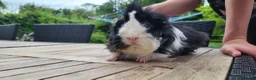 Guinea Pig rodents for sale: Female Guinea Pig - Advert 3