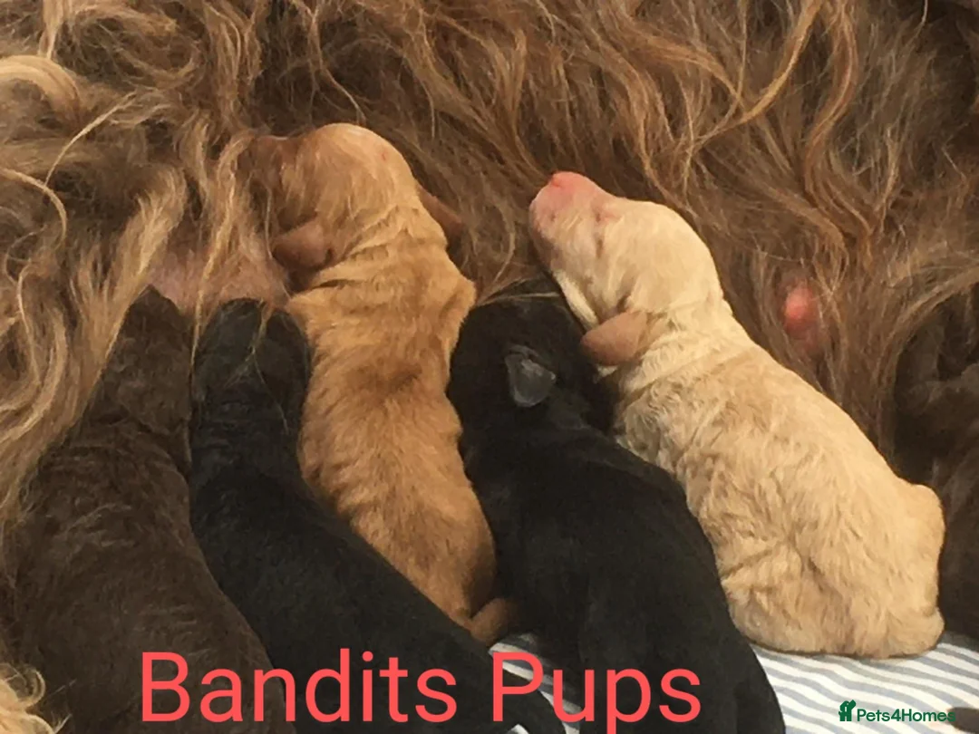 Miniature Poodle dogs for stud: Phantom miniature poodle in Canterbury - Advert 2