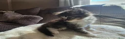 British Longhair cats for sale: Beautiful British long haired kittens - Advert 12