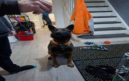 Belgian Shepherd Dog dogs for sale: Male  - Advert 5