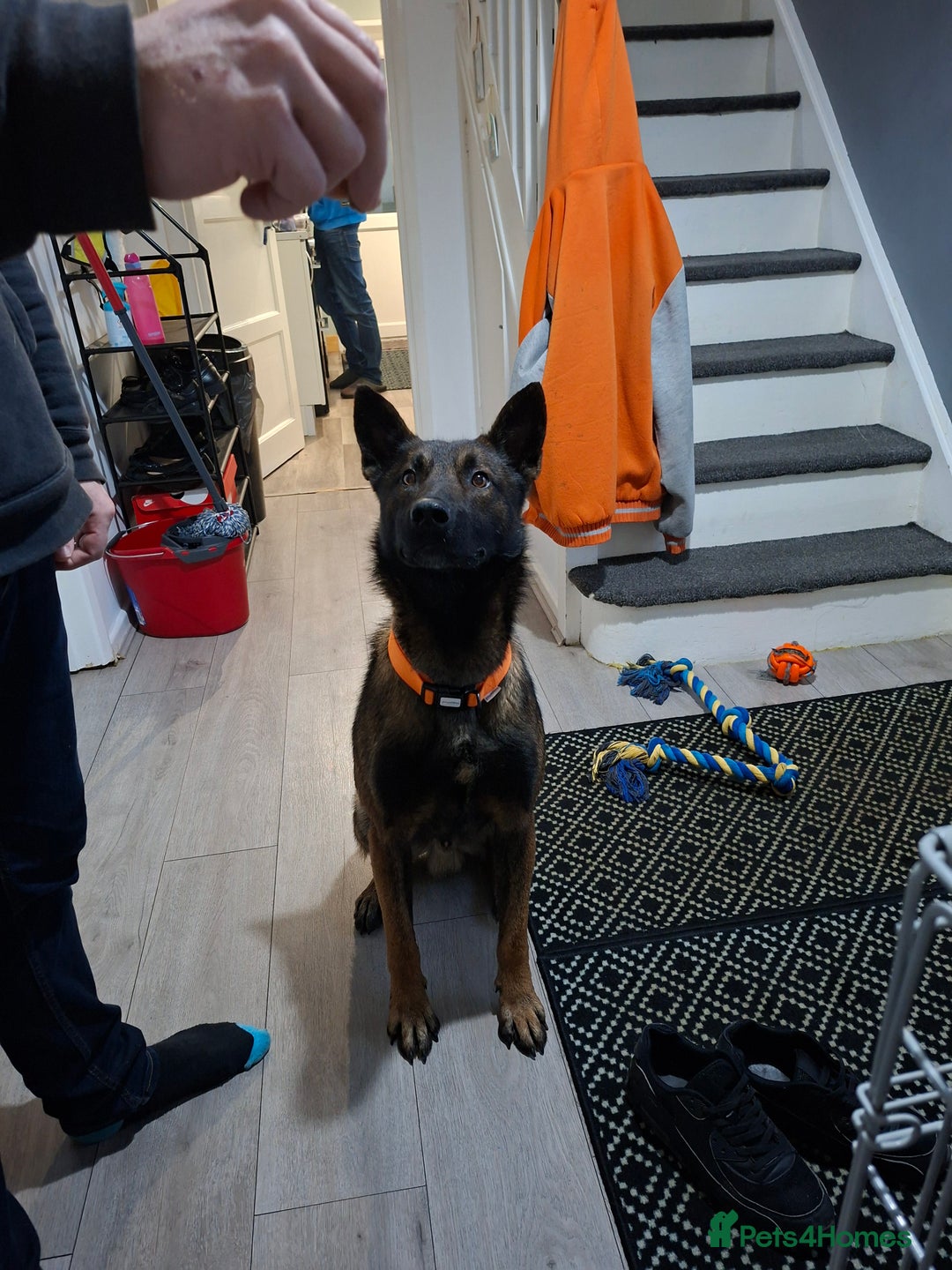 Belgian Shepherd Dog dogs for sale: Male  - Advert 5