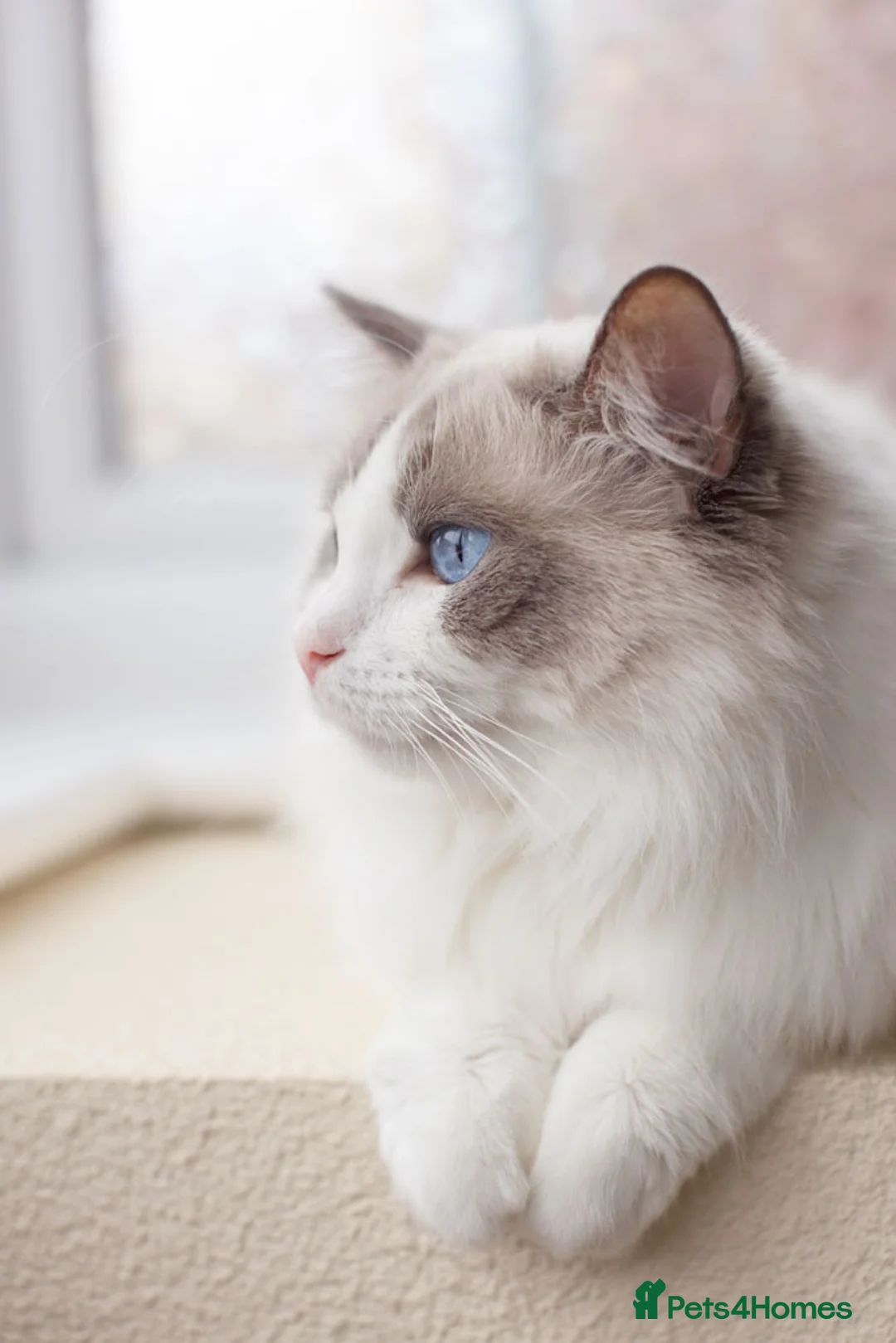 Ragdoll cats for sale: Ragdoll Female Looking for a Loving Forever Home - Advert 5