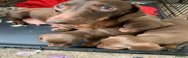 Miniature Dachshund 1