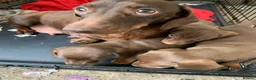 Miniature Dachshund dogs for sale: rainbow 🌈 litter of miniature dachshunds  - Advert 6