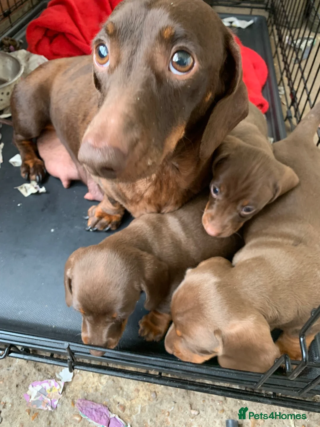 Miniature Dachshund dogs for sale: rainbow 🌈 litter of miniature dachshunds  - Advert 6