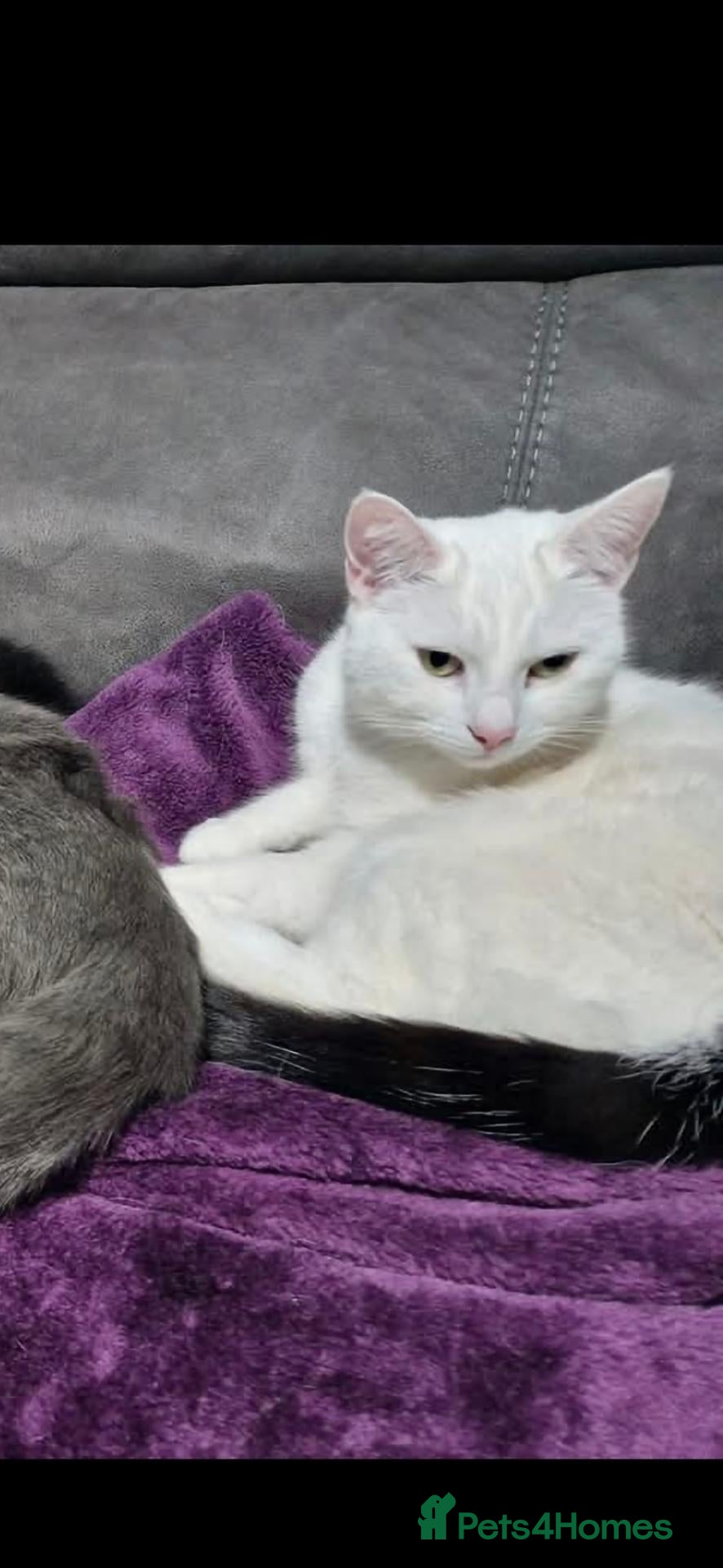 British Shorthair cats Luna (cat for sale) - Advert 2