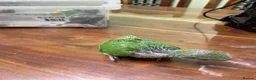 Ringnecks birds for sale: Ringneck Breeding Pair Available | DNA Tested  in Ruislip - Advert 4